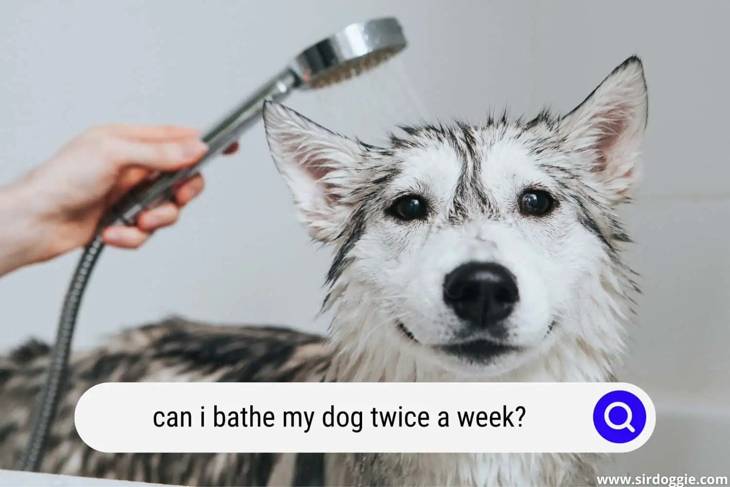 can i bathe my dog twice a week