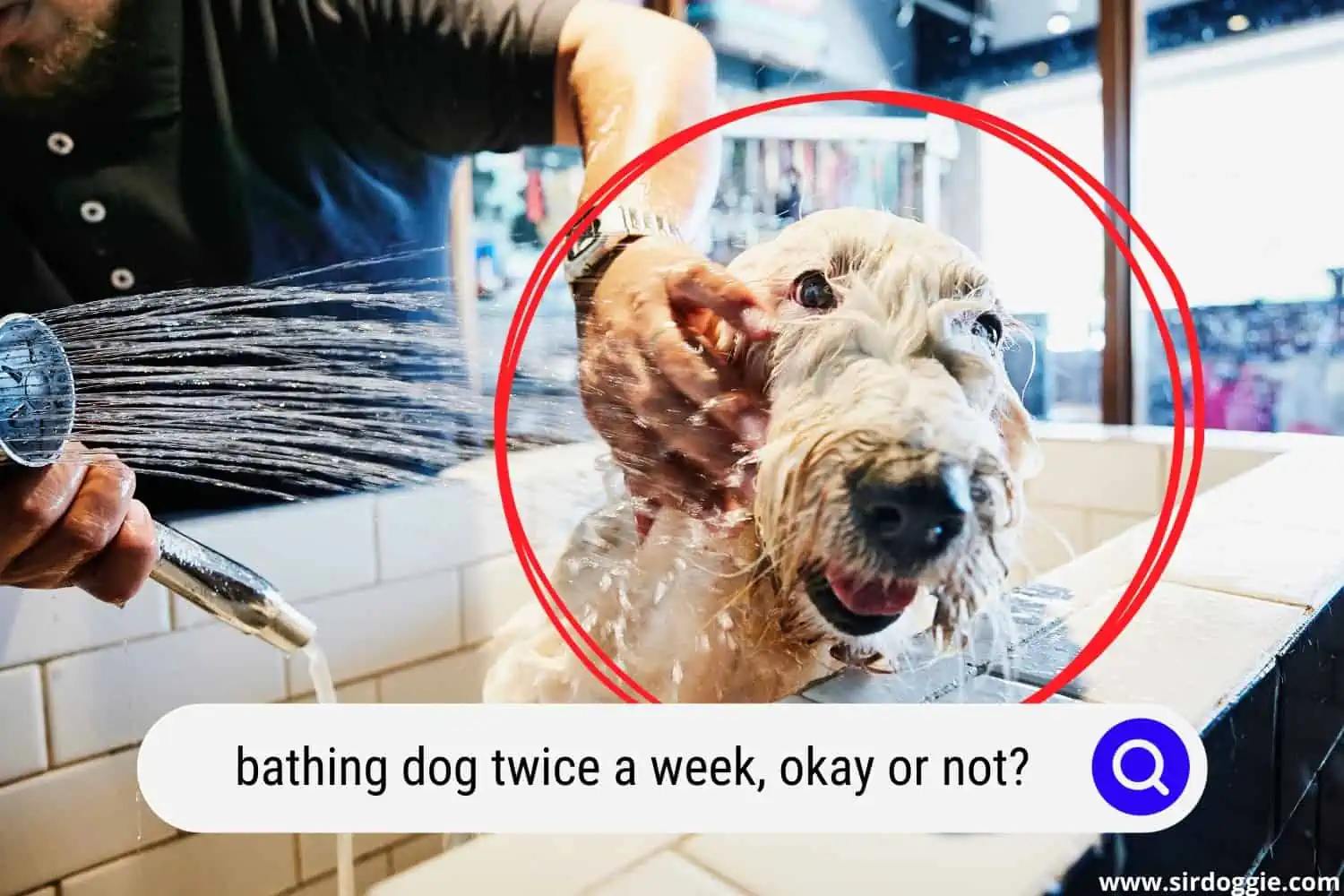 Groomer washing dog in bath in pet store