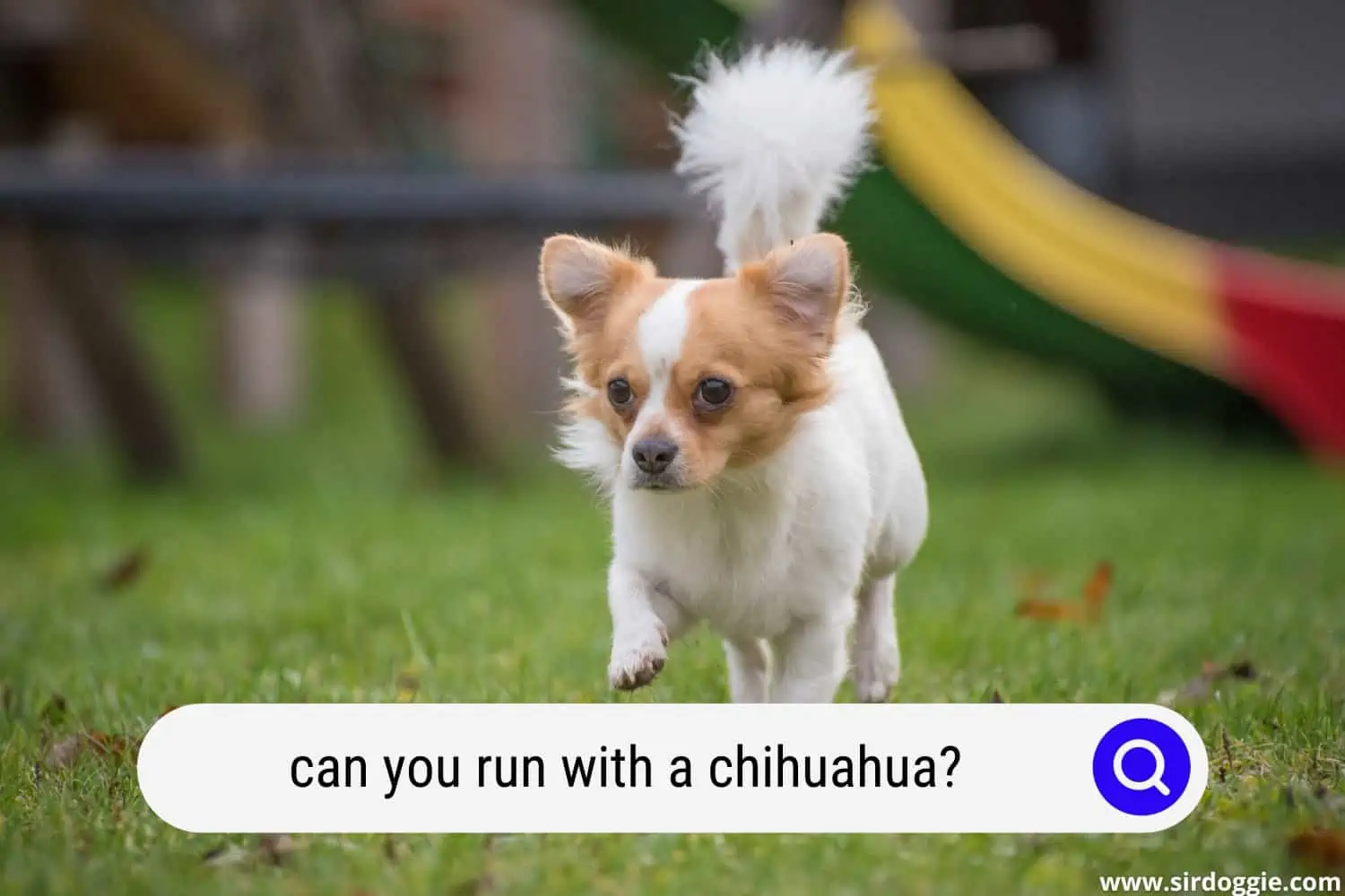 can you run with a chihuahua