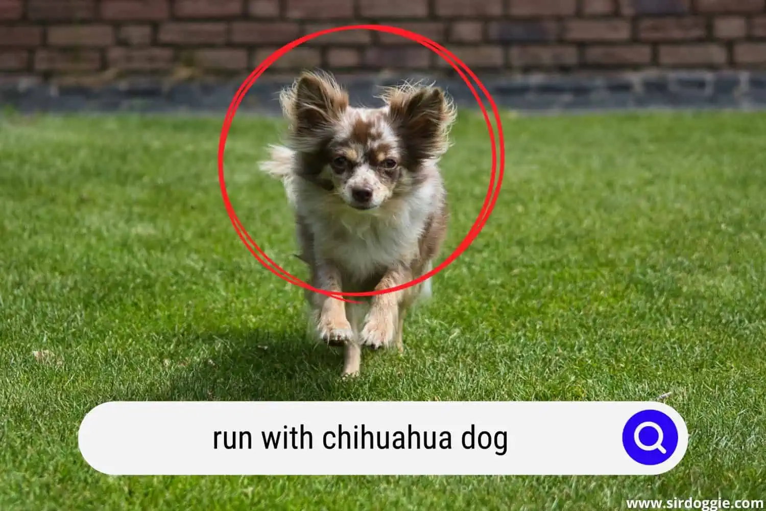 chihuahua dog running