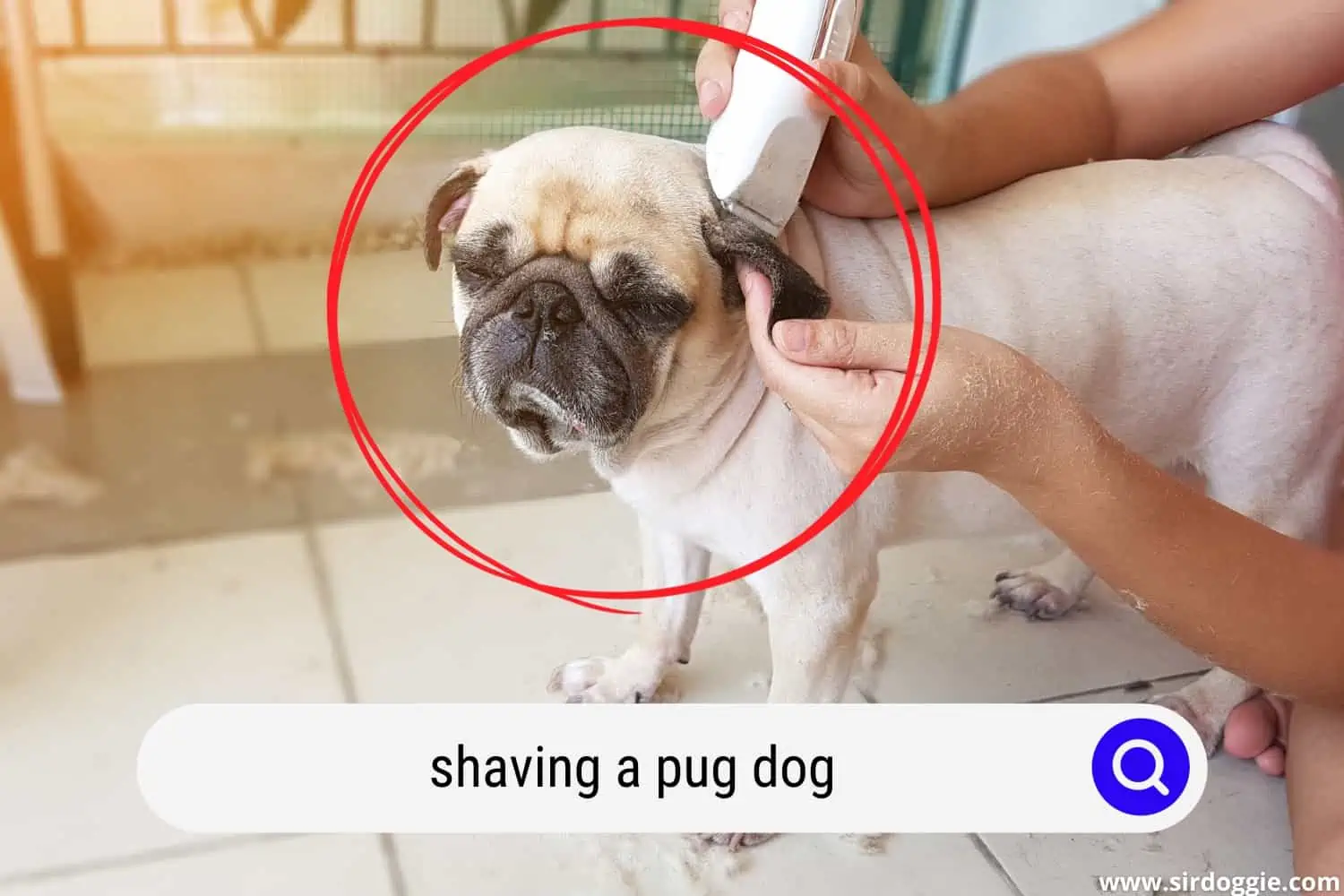 Pug getting groomed by shaving fur with owner outside home