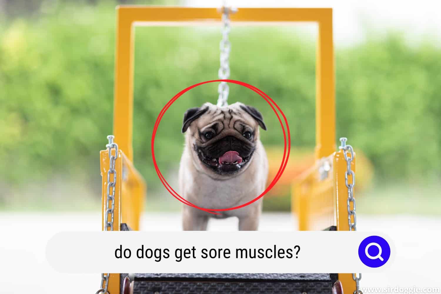 Do Dogs Get Sore Muscles From Running