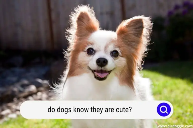Do Dogs Know They Are Cute? Read This First!