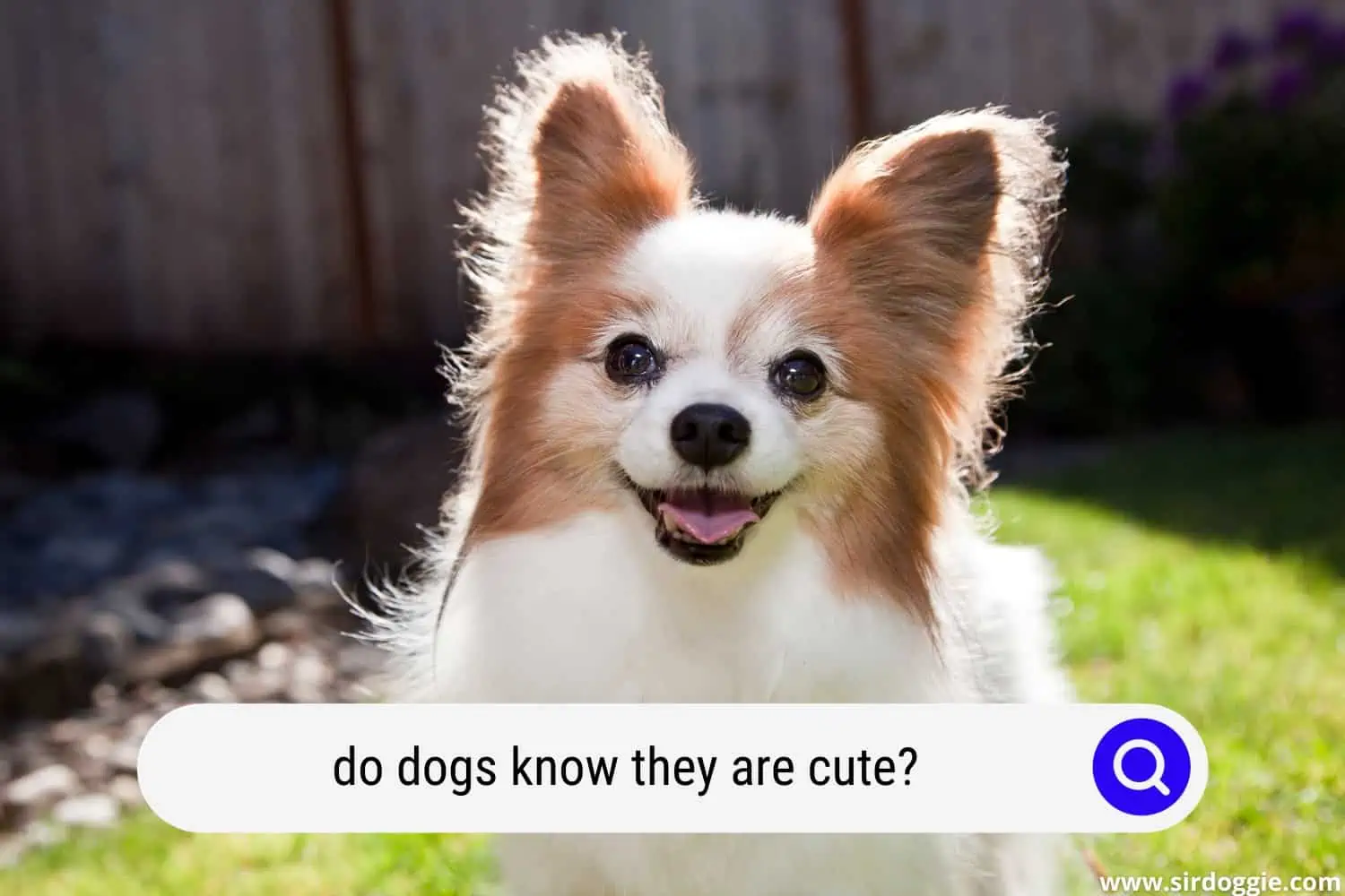 do dogs know they are cute