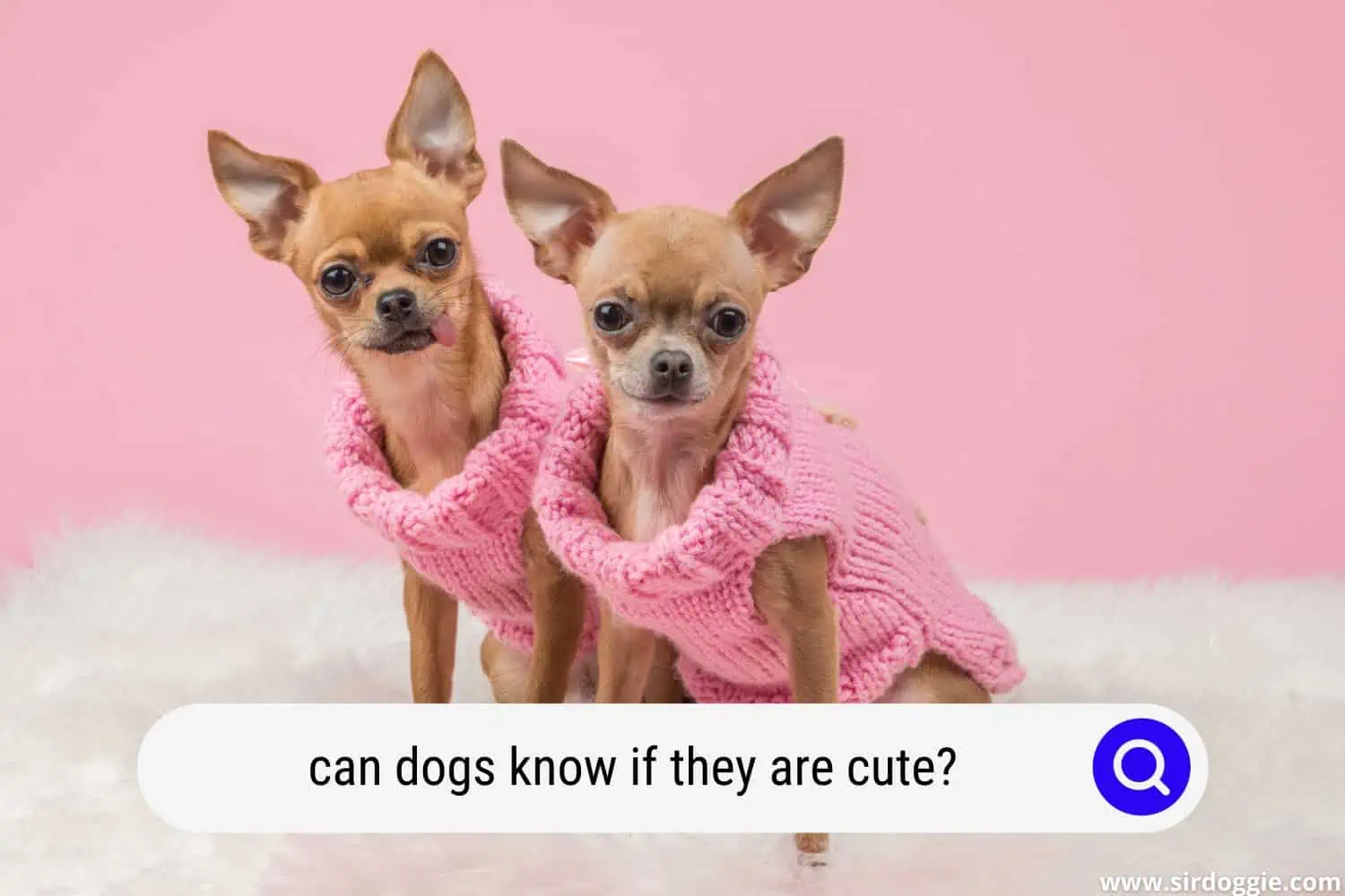 Dressed Cute Chihuahua Dogs in Pink Knitted Sweaters