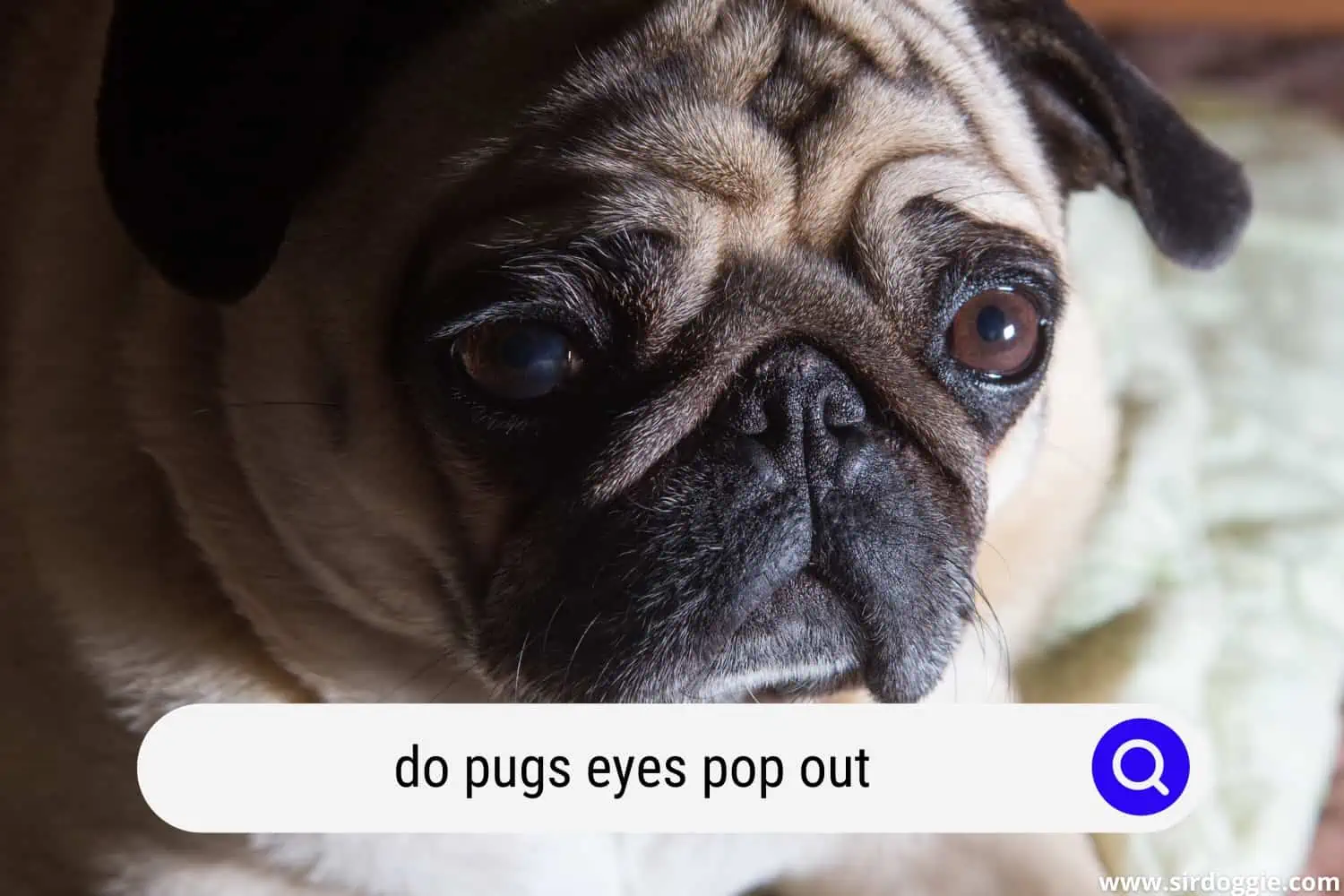 do pugs eyes pop out