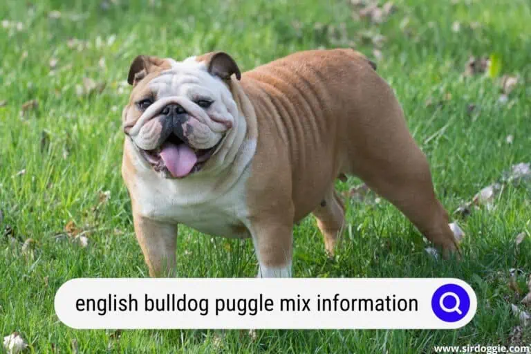 English Bulldog Puggle Mix Information: Everything You Need to Know