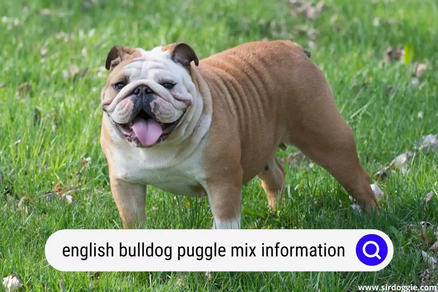 english bulldog puggle mix information