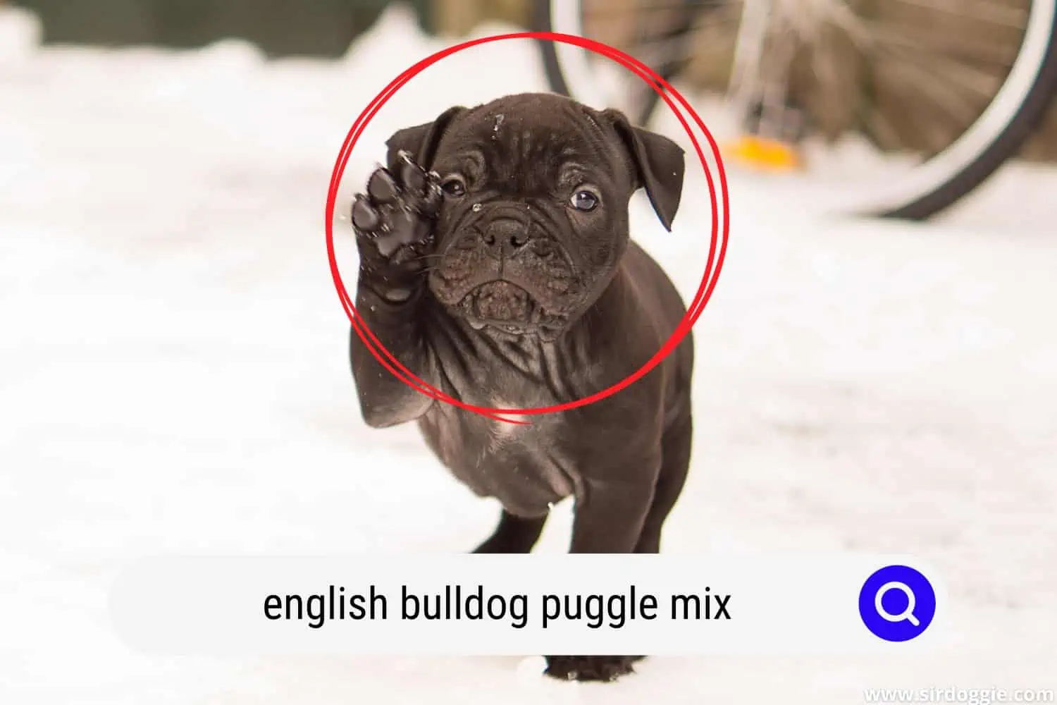 english bulldog puggle mix