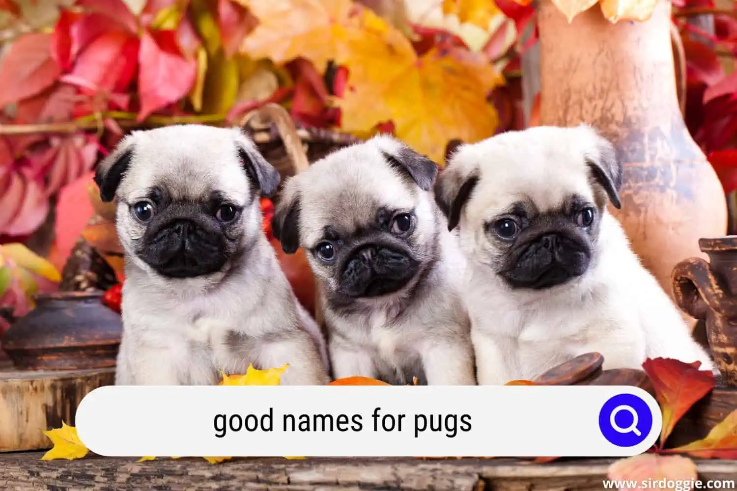 good names for pugs