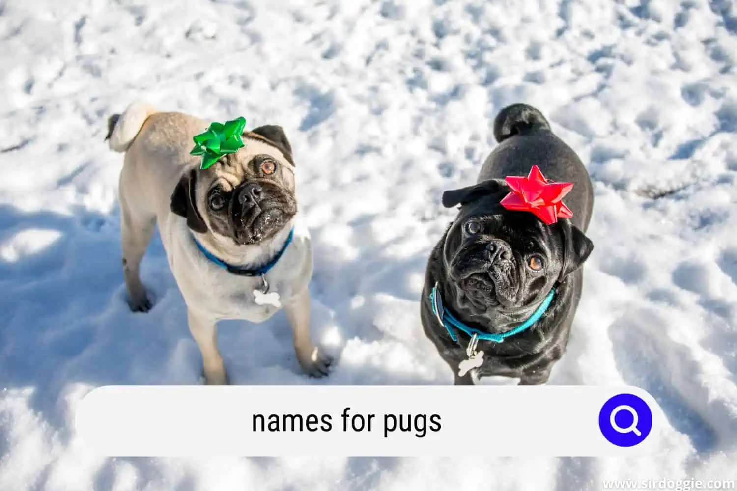 names for pugs