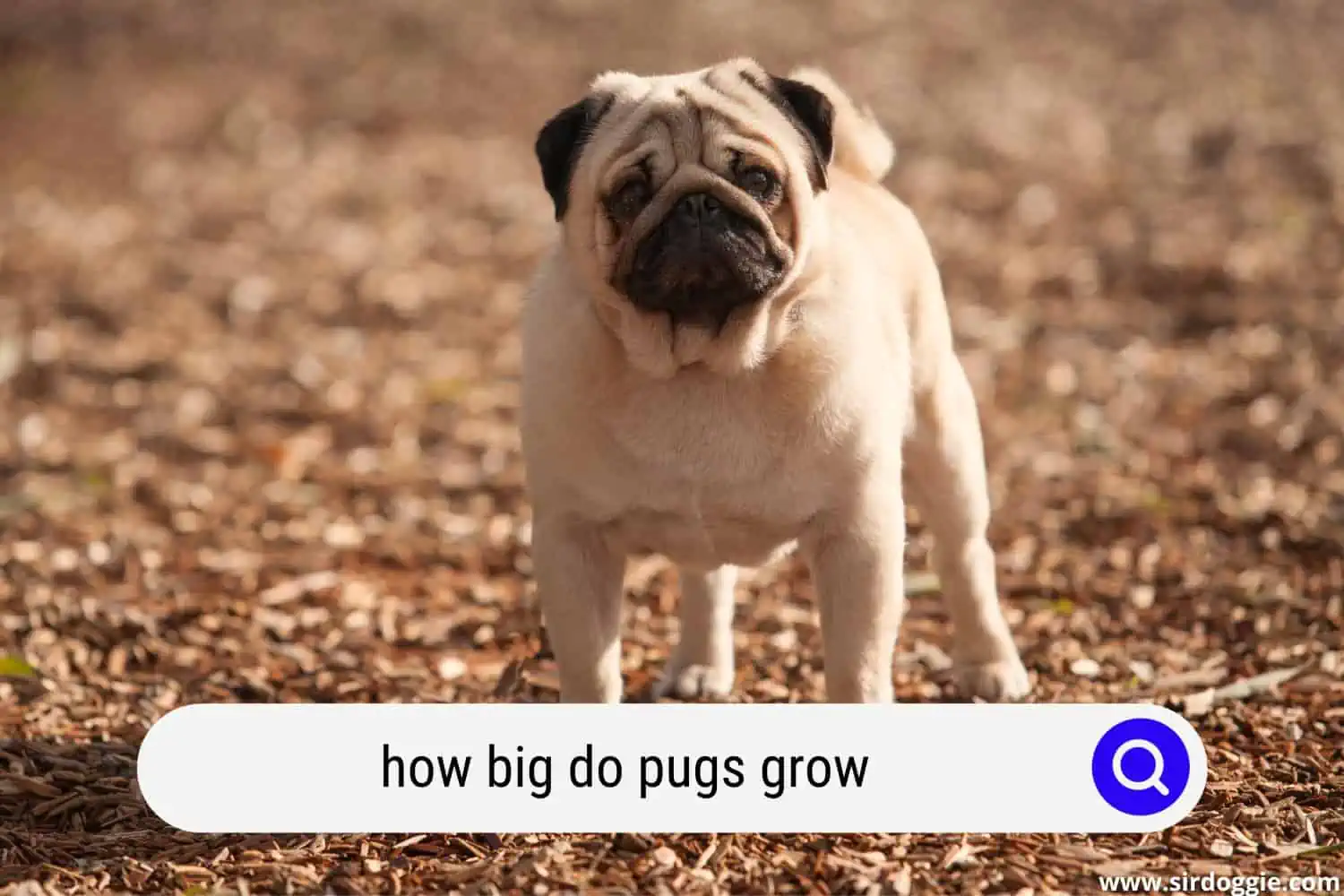 how big do pugs grow