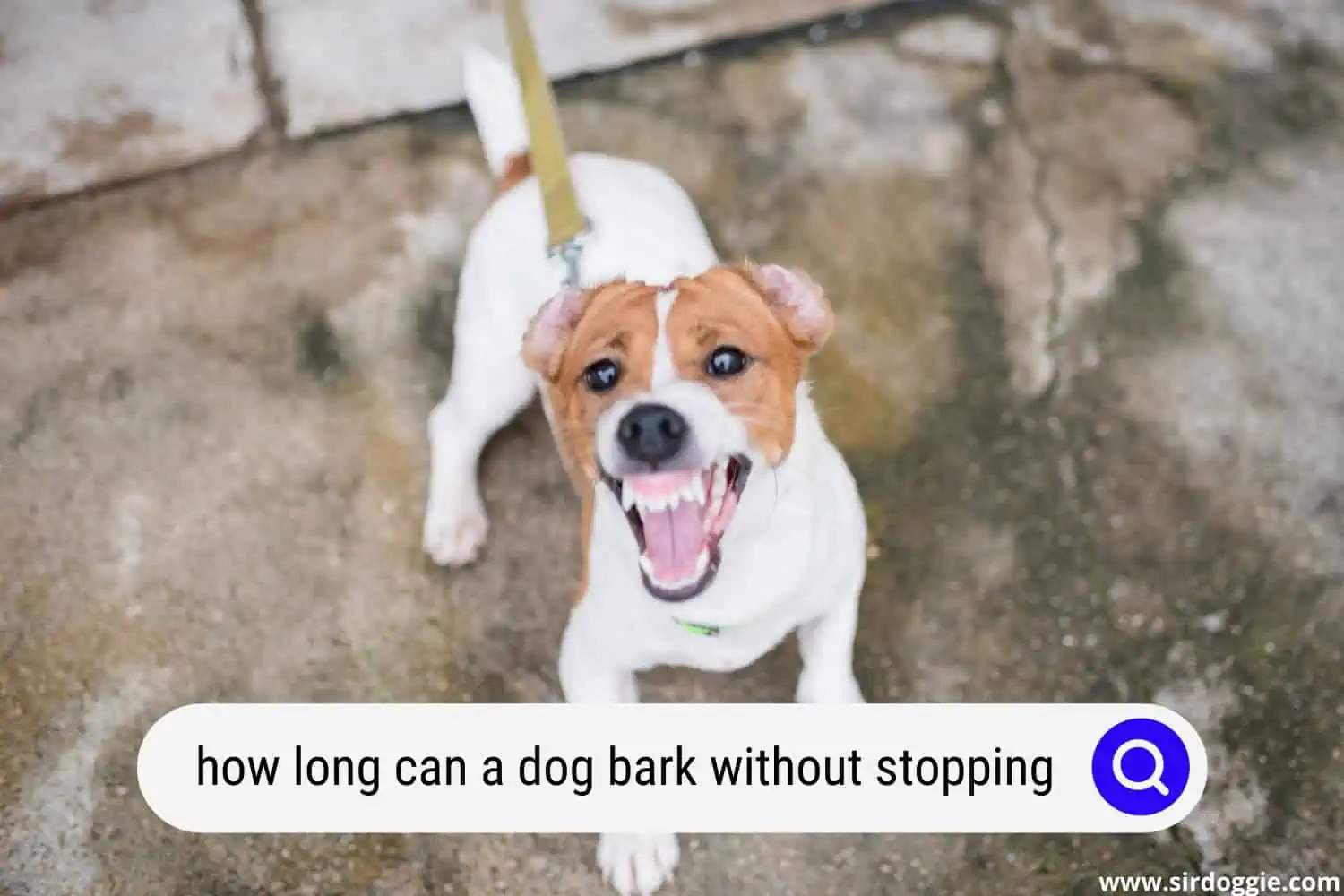 how long can a dog bark without stopping