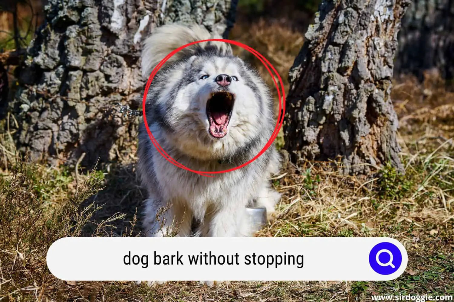 dog bark without stopping