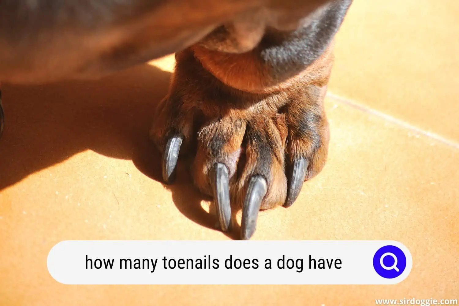 how many toenails does a dog have