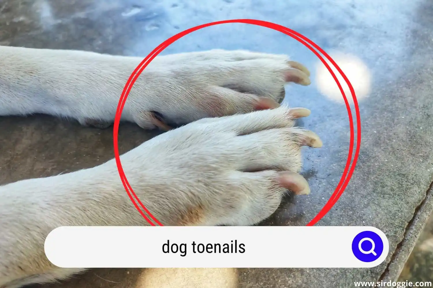 dog toenails