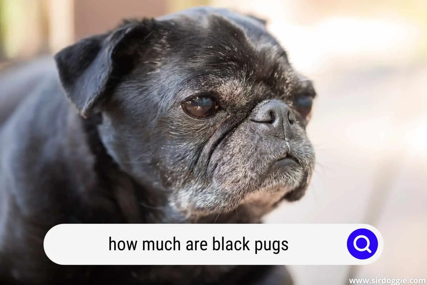 how much are black pugs