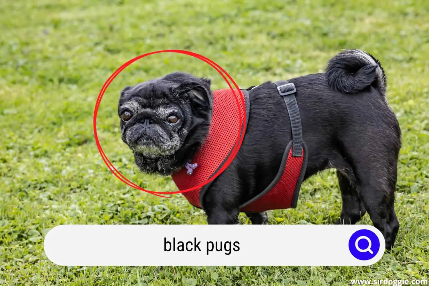 Black Pug with Red Harness