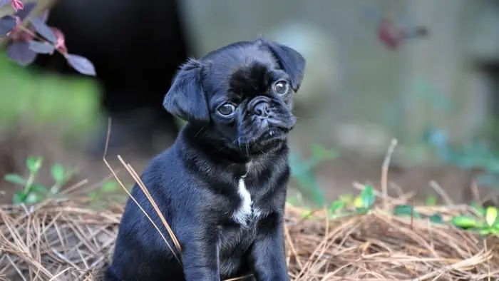 how much are pugs worth