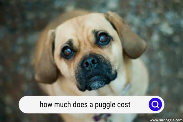 how much does a puggle cost