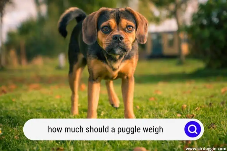 How Much Should a Puggle Weigh