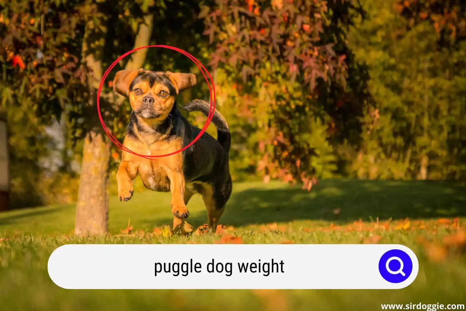 puggle dog weight