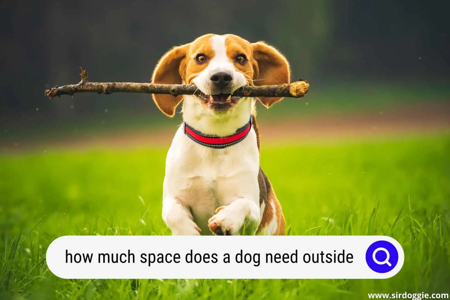 how much space does a dog need outside