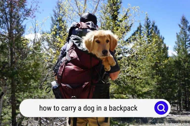 How to Carry a Dog in a Backpack: Canine Clues