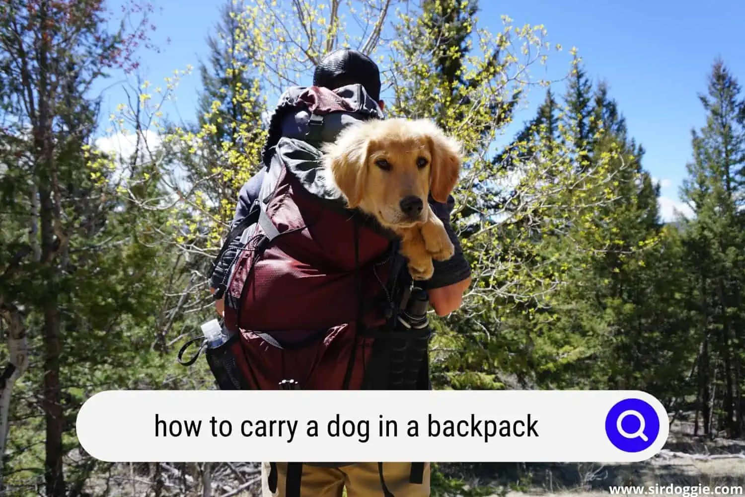 how to carry a dog in a backpack