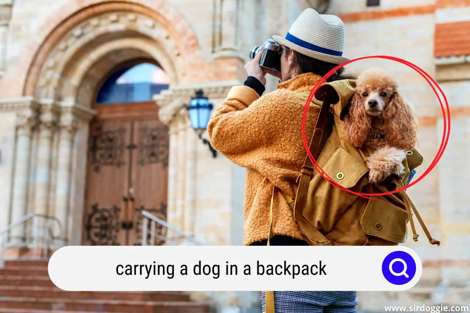 Woman traveler with dog in the backpack making pictures with a camera while traveling