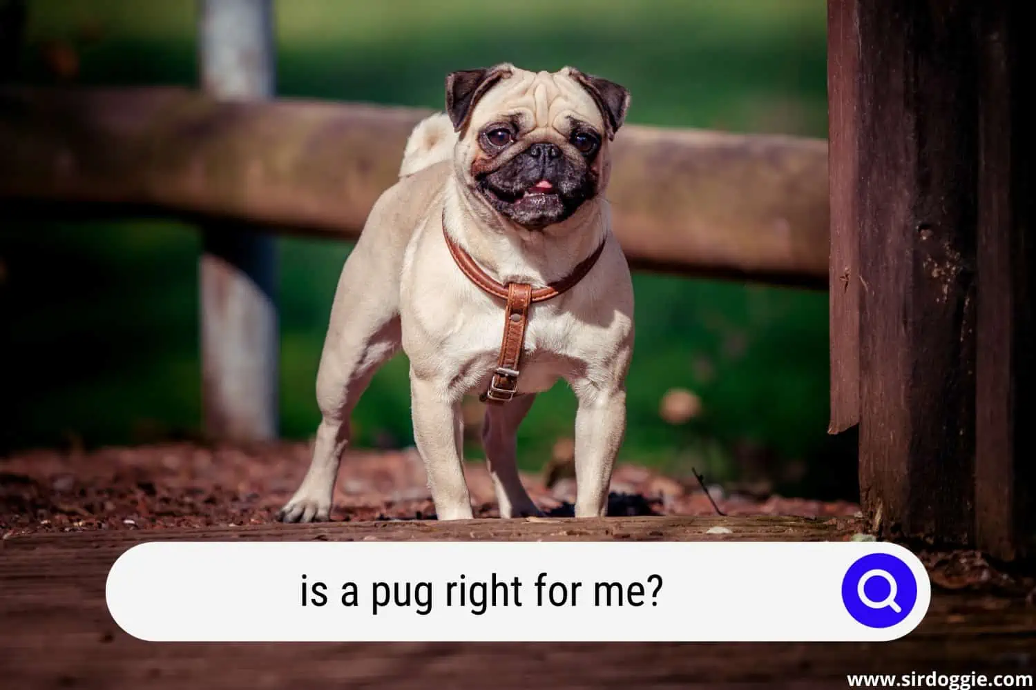 is a pug right for me