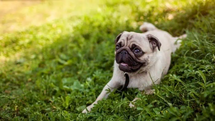 pug playing outdoor