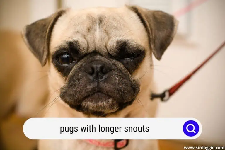 pugs with longer snouts