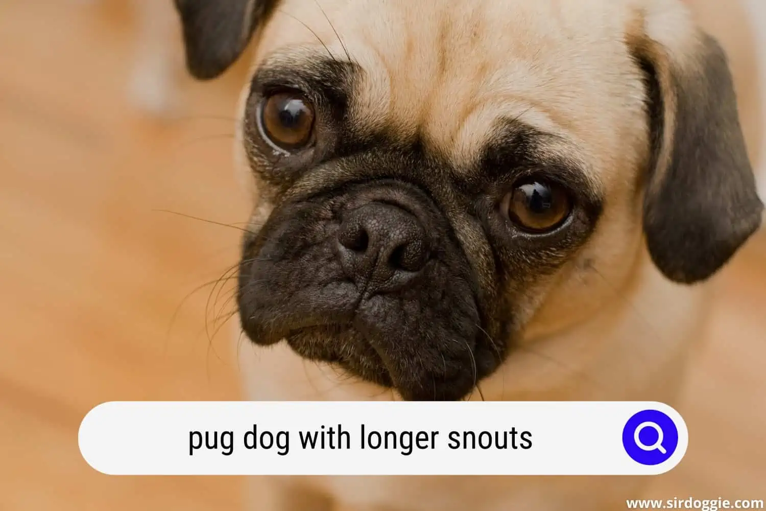 pug dog with longer snouts