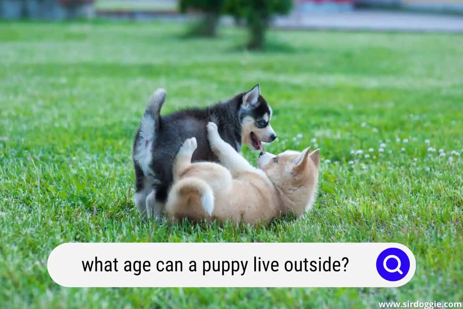 what age can a puppy live outside