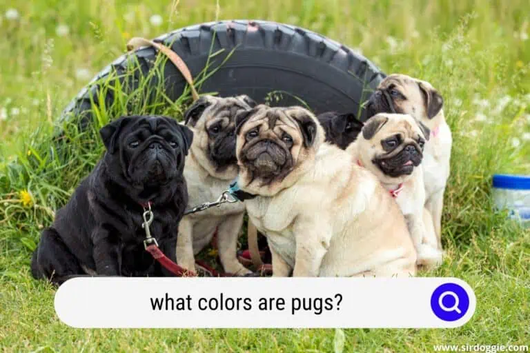 what colors are pugs