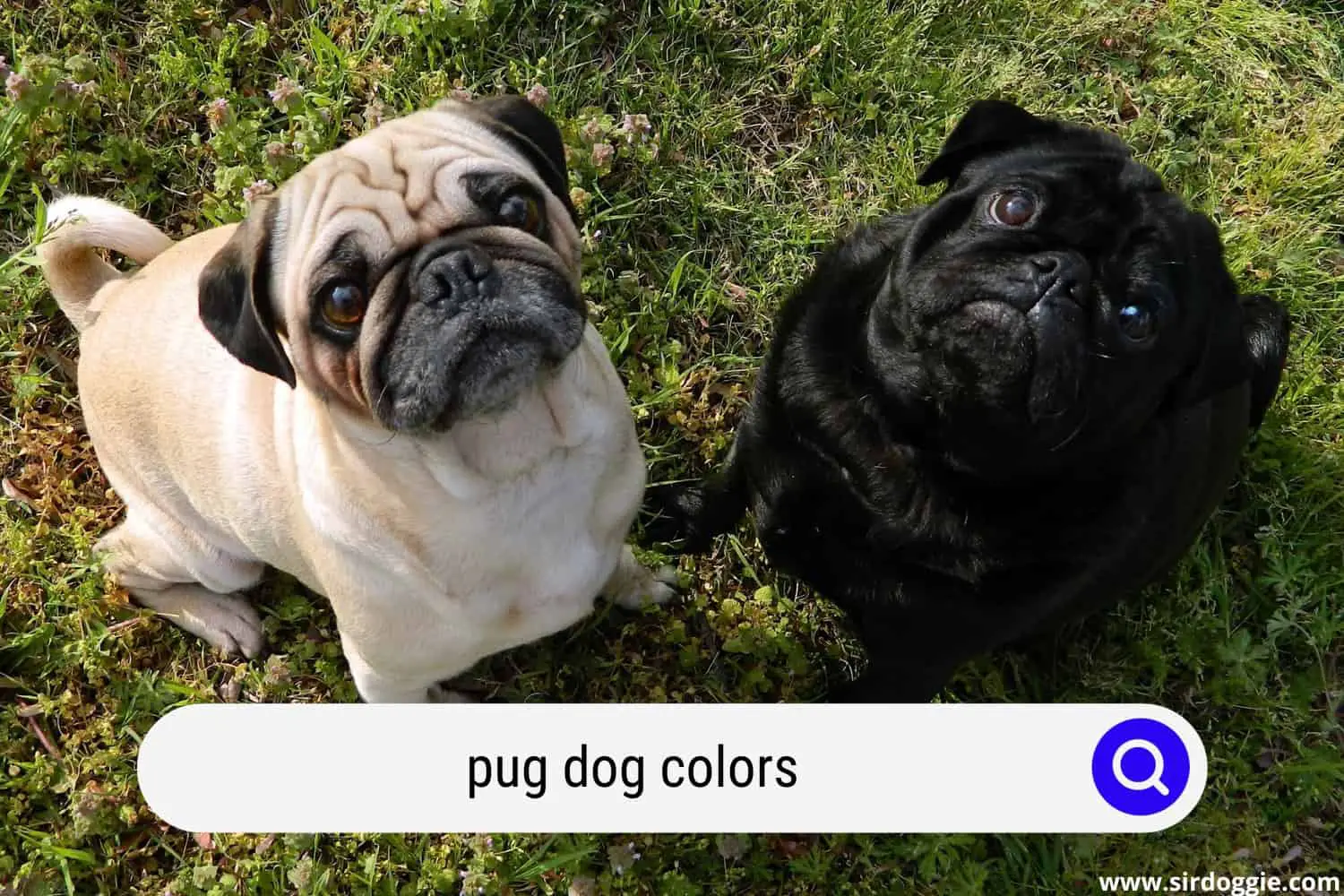 pug dog colors