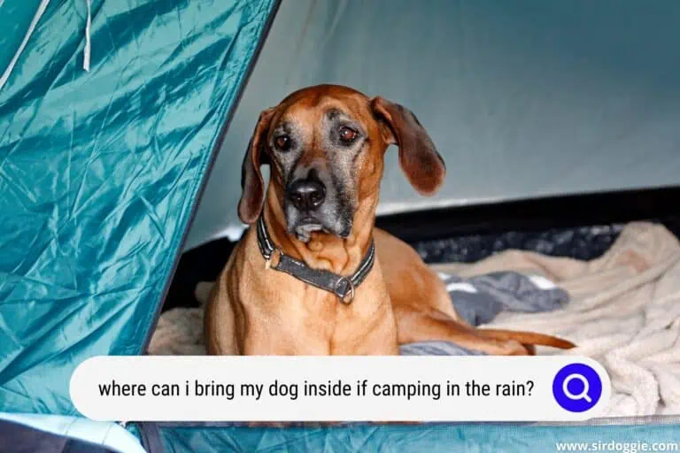 Where Can I Bring My Dog Inside If Camping in the Rain?