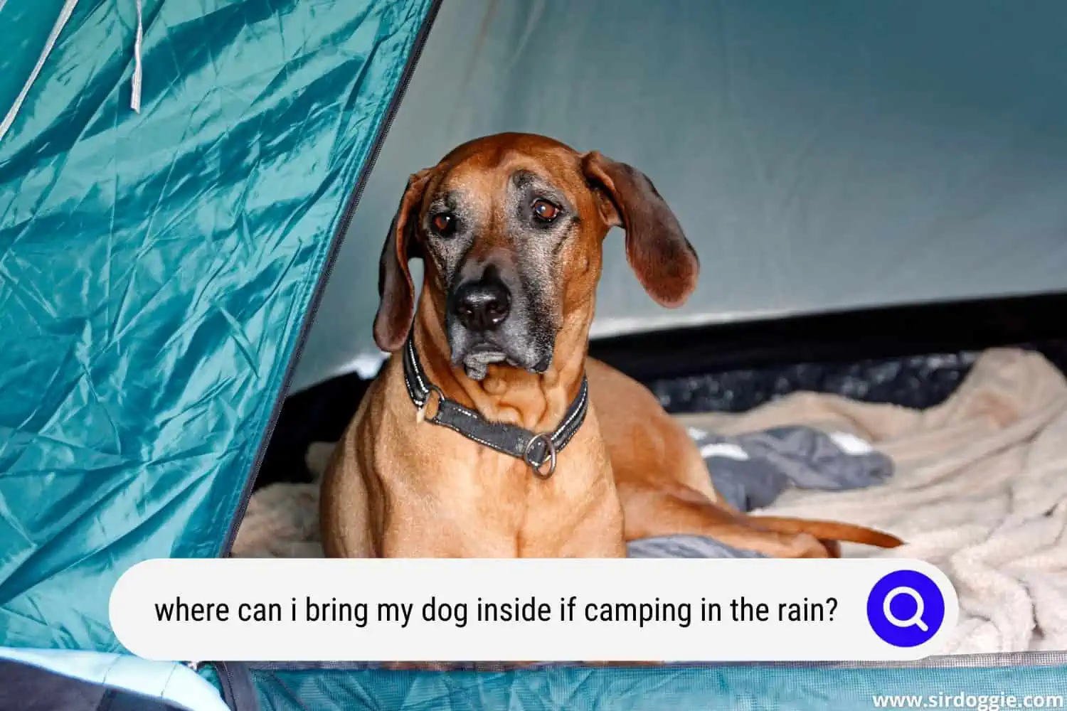 where can i bring my dog inside if camping in the rain
