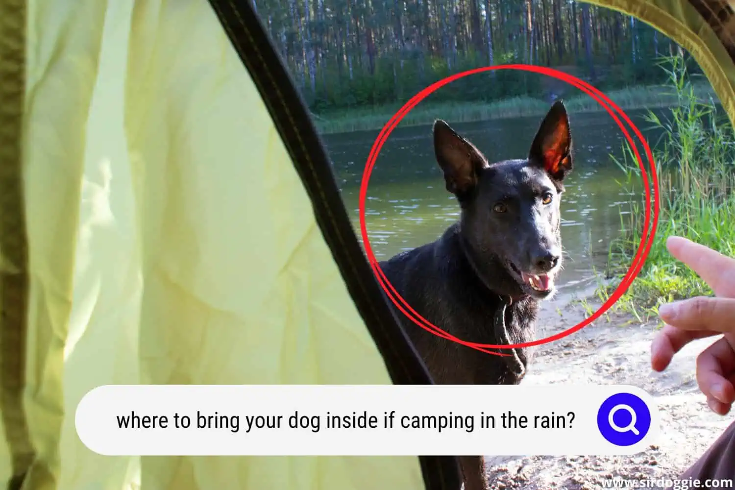where to bring your dog inside if camping in the rain