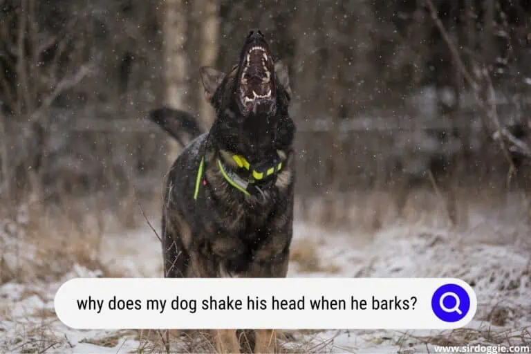 Why Does My Dog Shake His Head When He Barks?