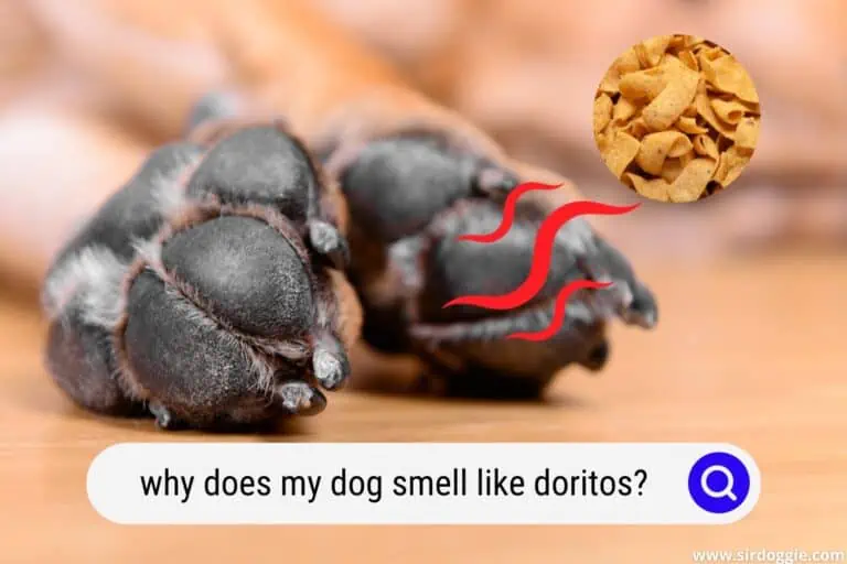 Why Does My Dog Smell Like Doritos (Fritos Fee)?