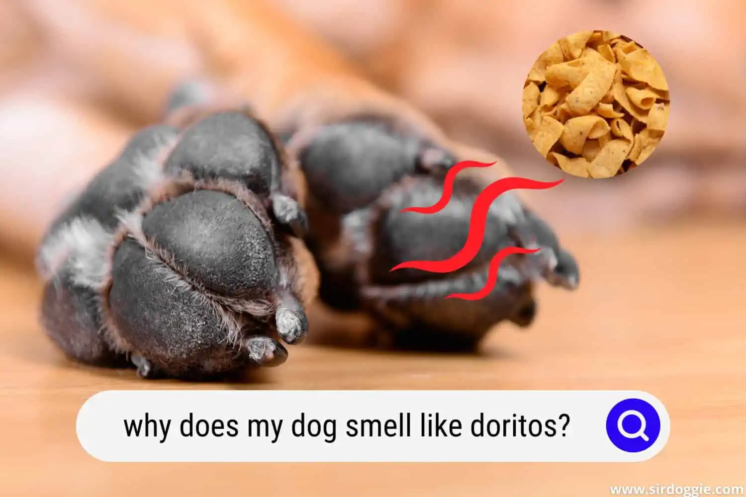 why does my dog smell like doritos