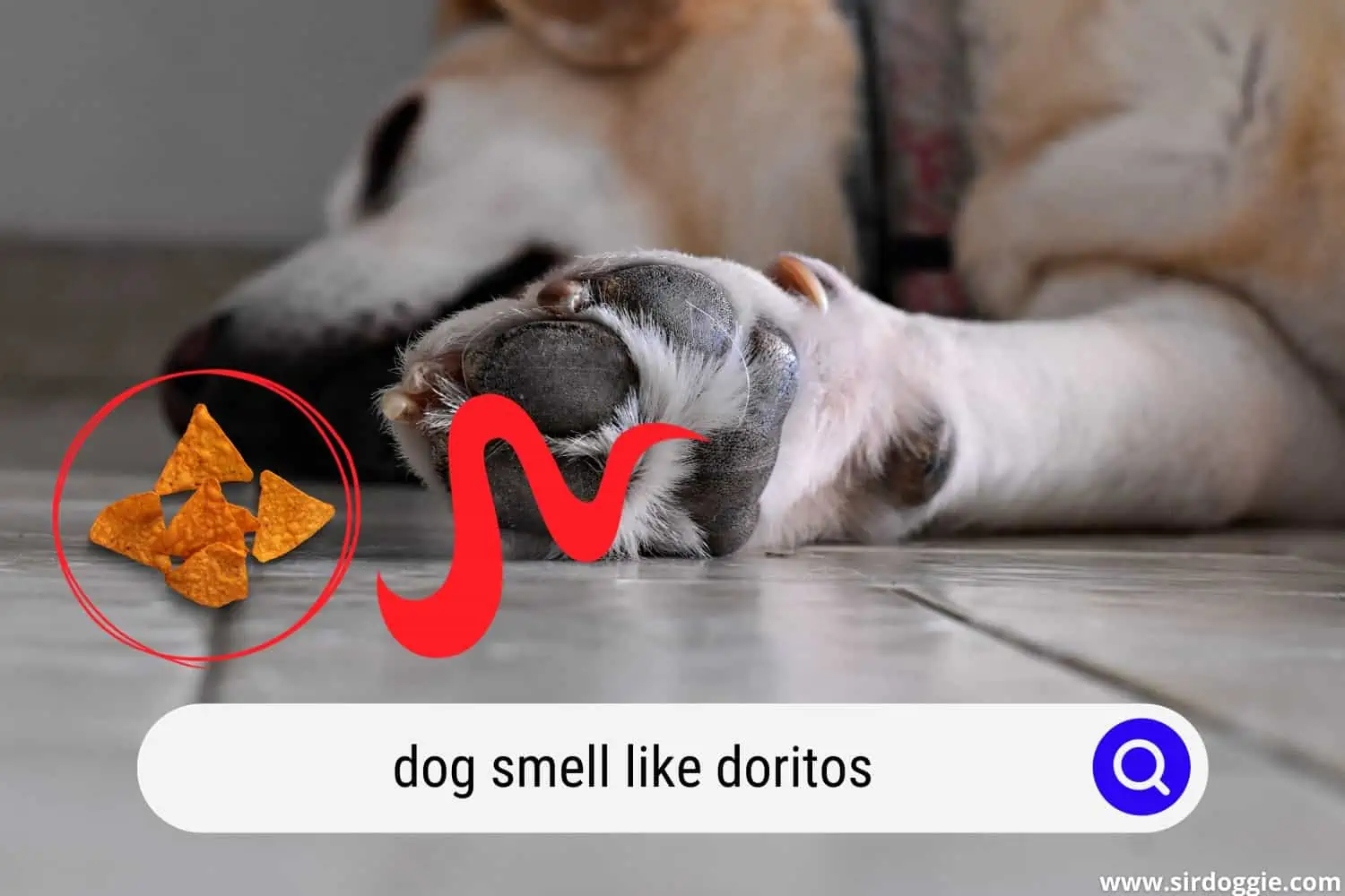 dog smell like doritos