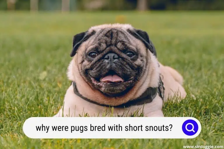 why were pugs bred with short snouts