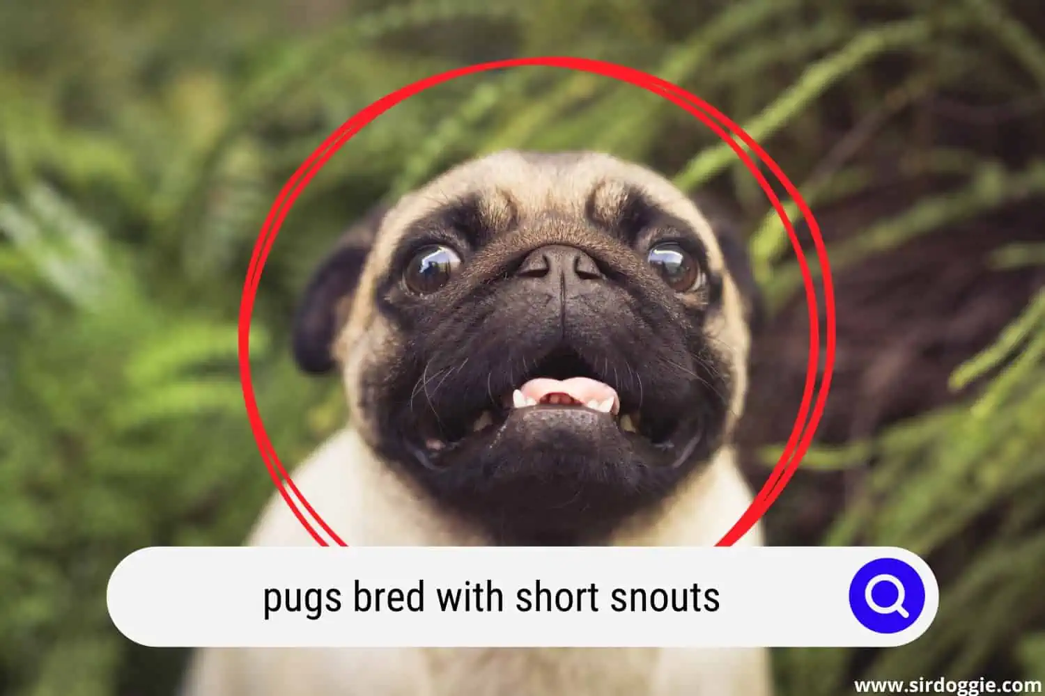 pugs bred with short snouts