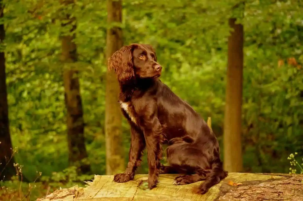 German Spaniel Breed