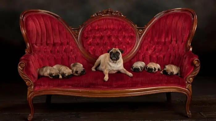  how many puppies do pugs have