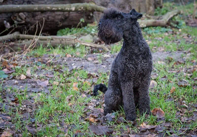 Kerry Blue Terrier Breed