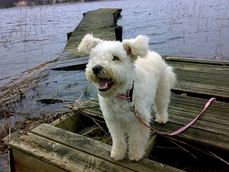 Pumi Breed